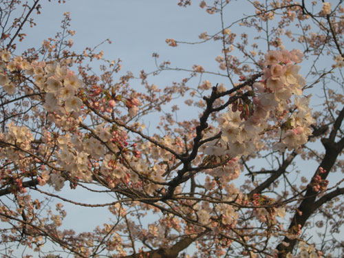 ueno_park_cherry_blossom2